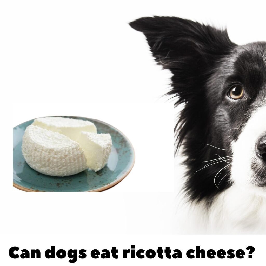 Can Dogs Eat Ricotta Cheese?