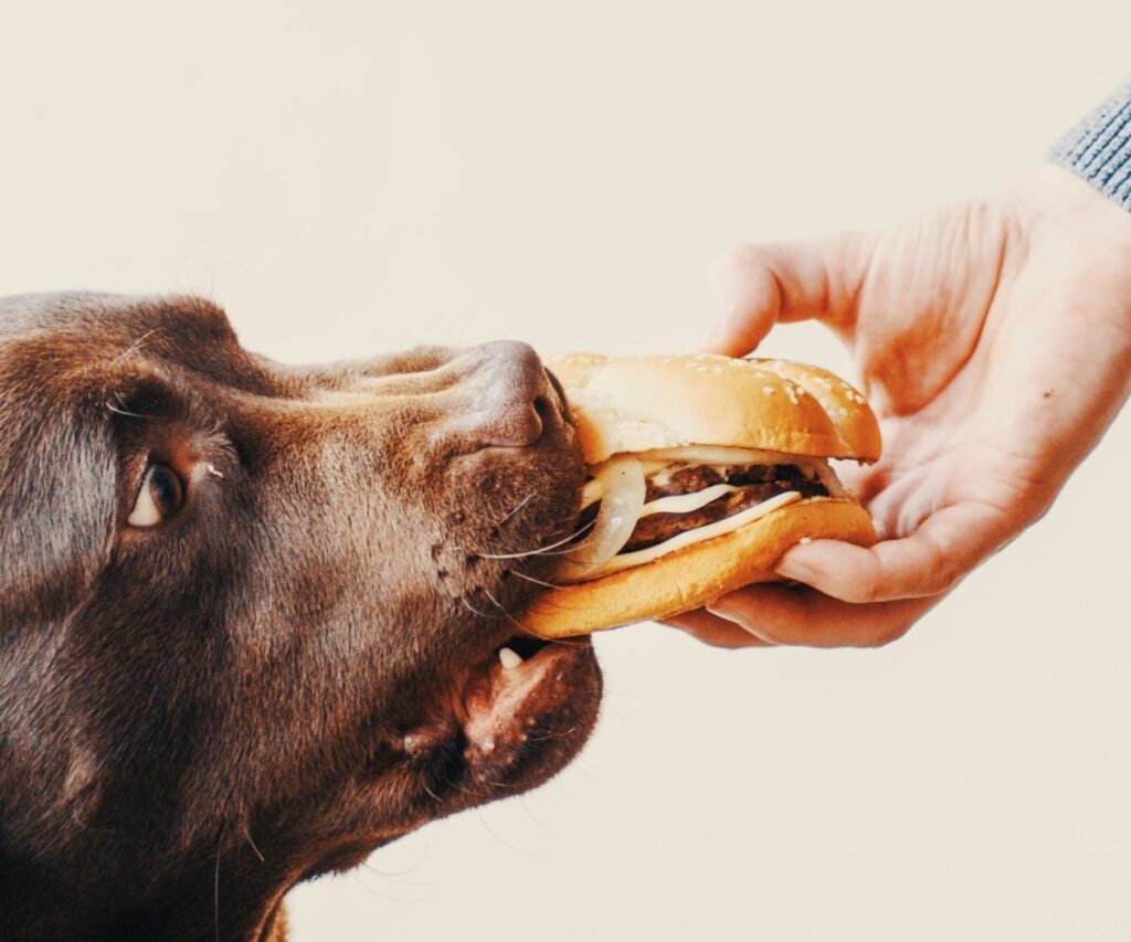 Can Dogs Eat Grilled Cheese?