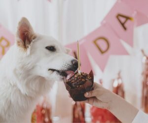 Can Dogs Eat Chocolate Cake?