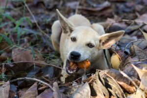 Can Dogs Eat Palm Oil?