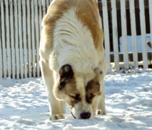 Can Dogs Eat Snow?