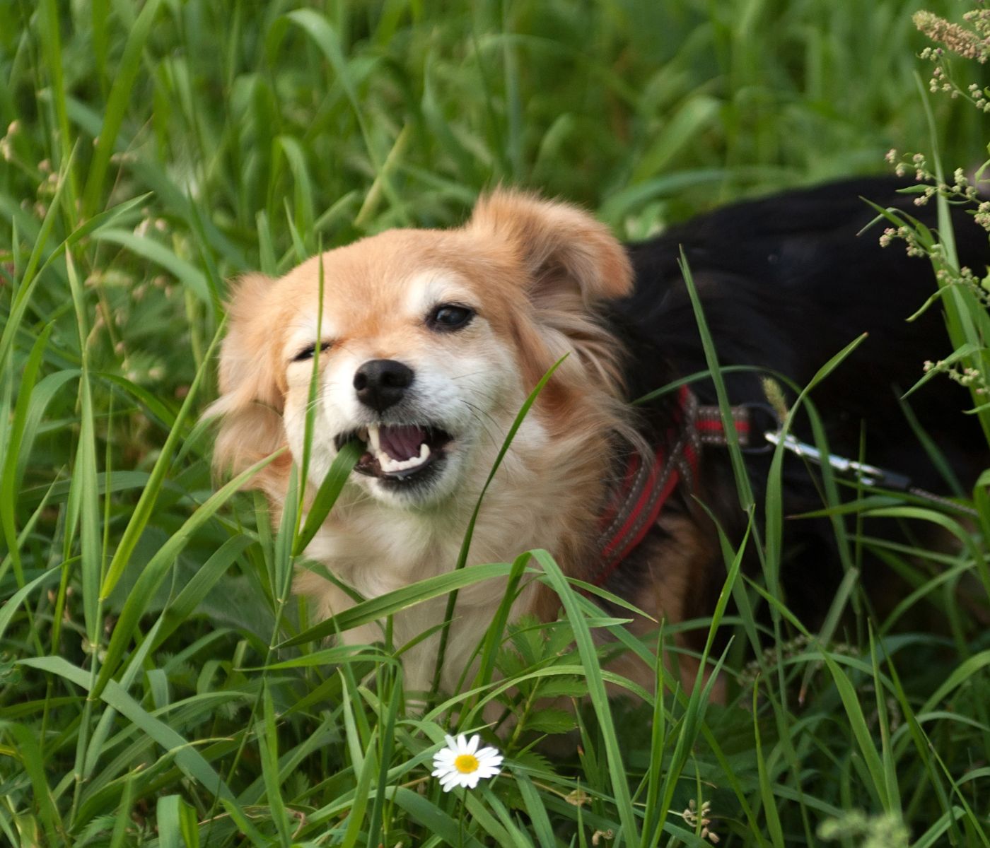 can-eating-grass-cause-diarrhea-in-dogs-patmydoggie