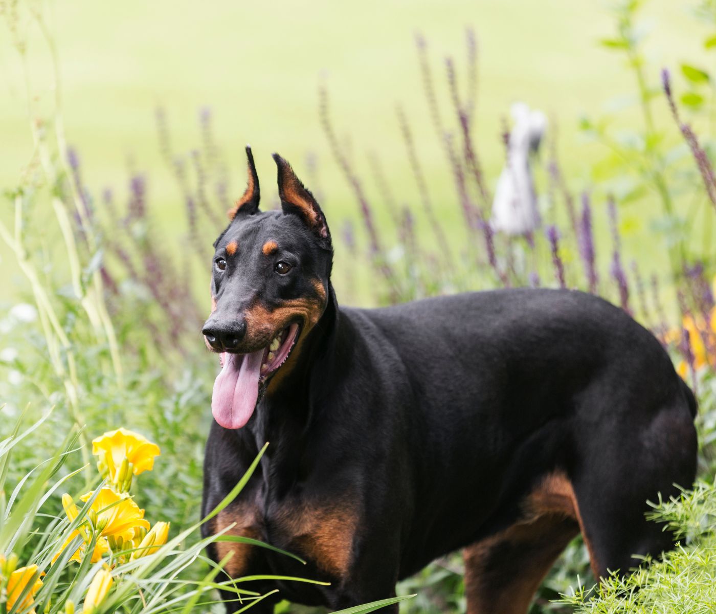 Are Dobermans Good Guard Dogs?