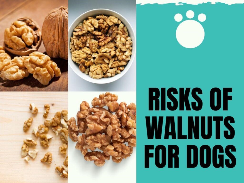 Can Dogs Eat Banana Bread with Walnuts?