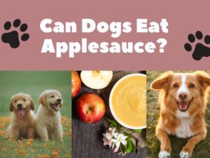 Can Dogs Eat Applesauce