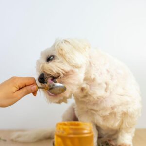 Can Dogs Eat Apples and Peanut Butter?