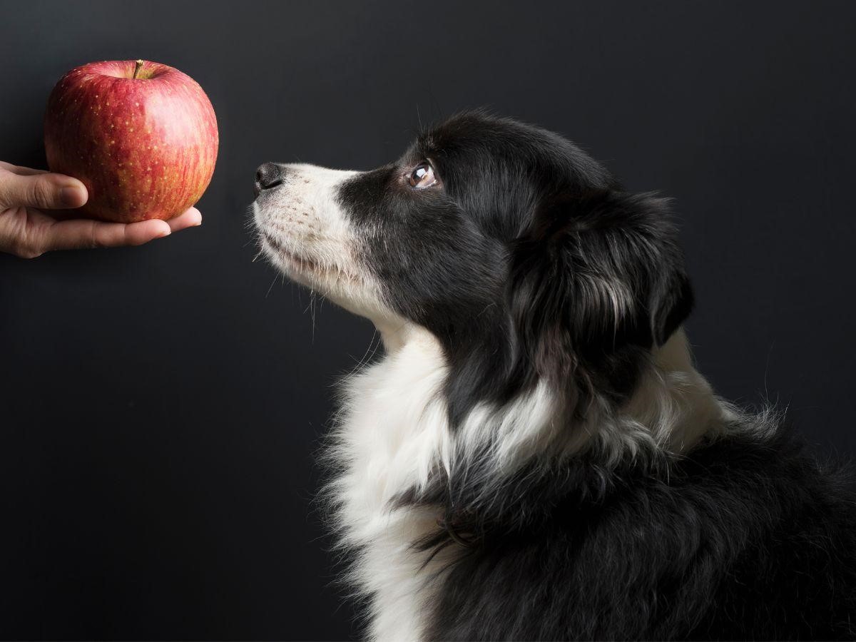 Can Dogs Eat Apple Peel?