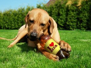 Can Dogs Drink Root Bear?