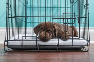 When is the puppy ready to sleep out of the crate?