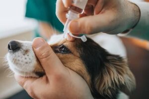 Can I use saline solution on my dog?