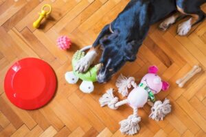 Why do dogs howl at squeaky toys?