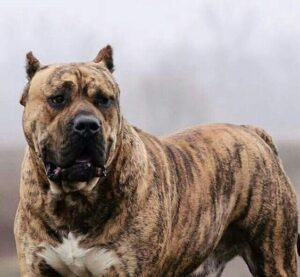 Presa Canario Pitbull Mix: Your Full Guide