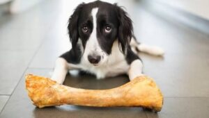 Is Raw chicken bone good for dogs?