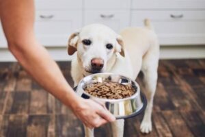 Is it Okay to feed my small dog large-breed food?