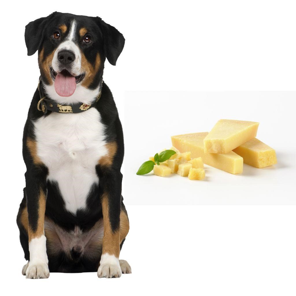 Can Dogs Have Pepper Jack Cheese?