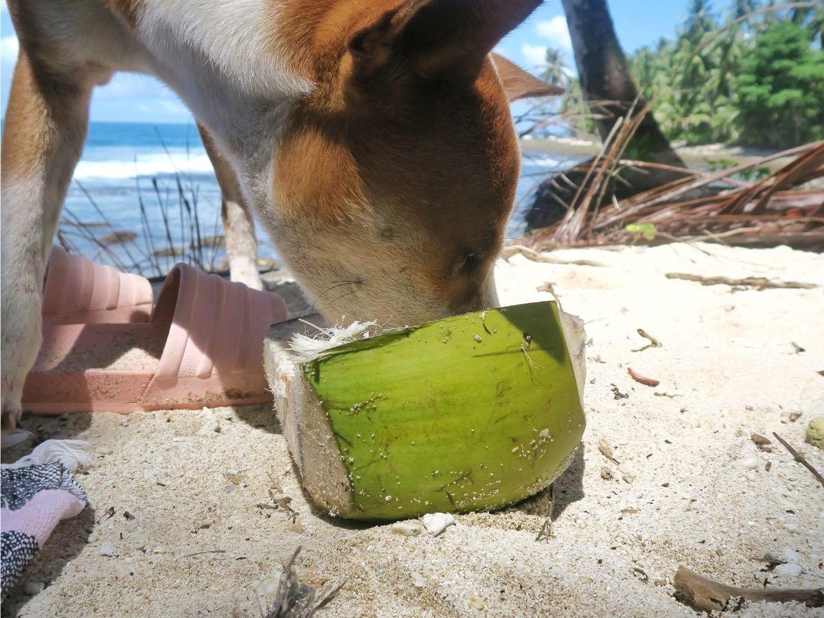 Can Dogs Have Coconut Yogurt?