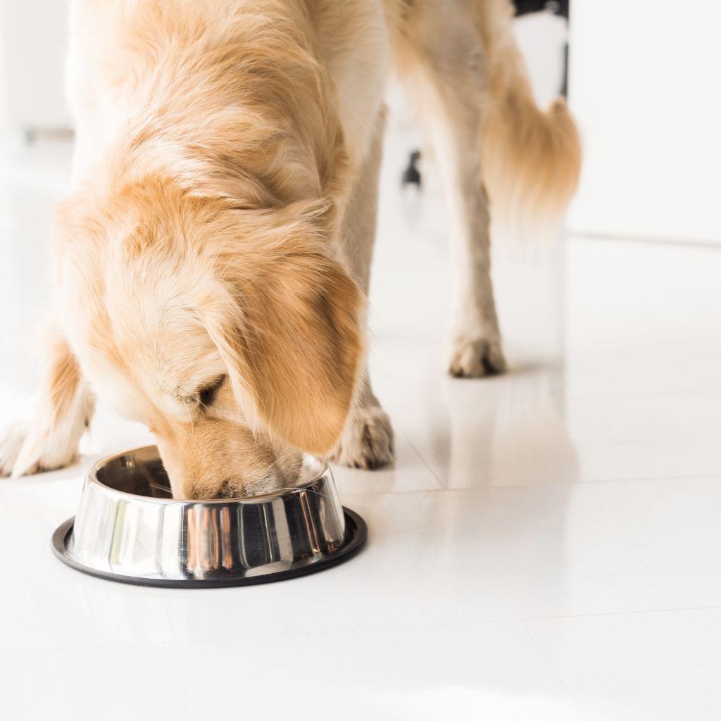 Can Dogs Have Banana Pudding?