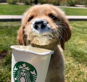 Can dogs have a Puppuccino?