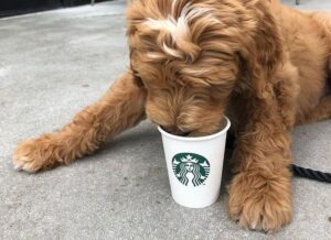 Can dogs have a Puppuccino?