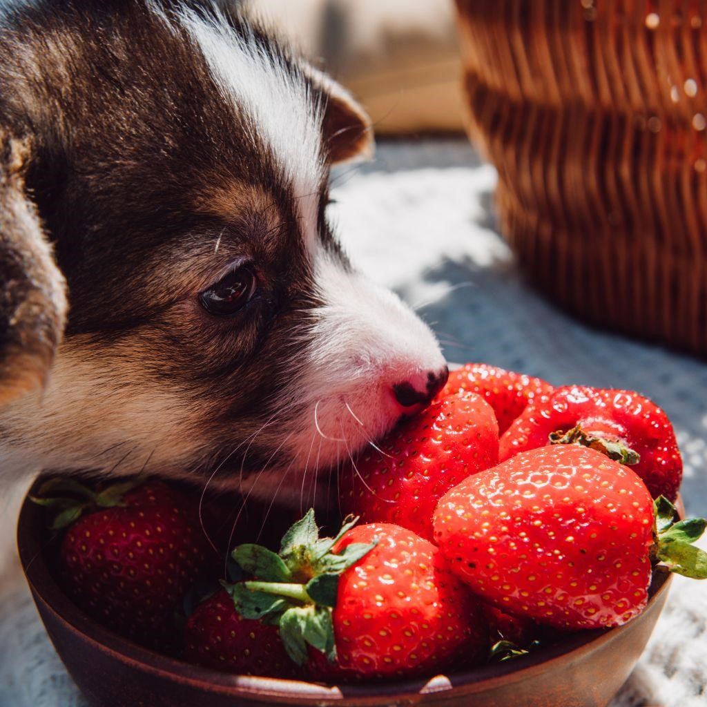 Can Dogs Eat Strawberry Pop Tarts