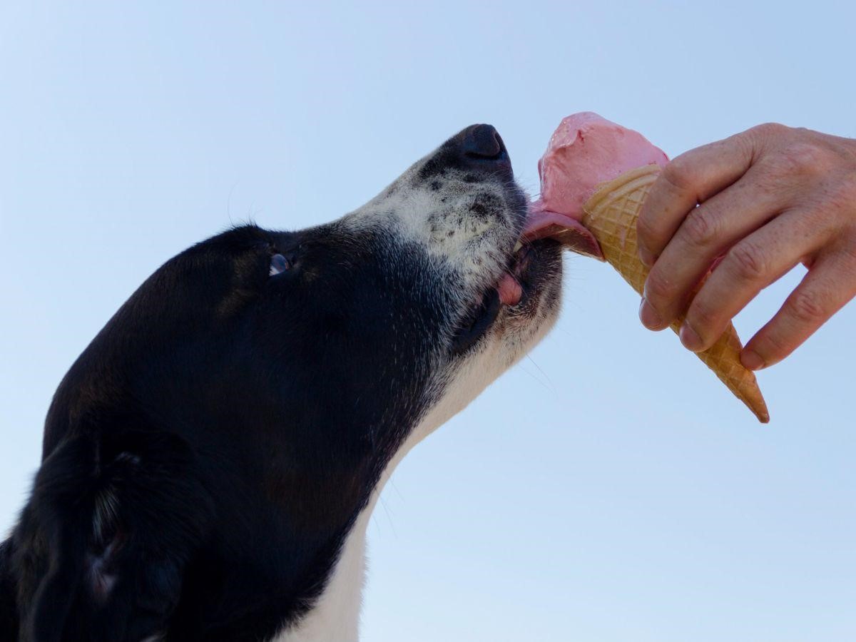 Can Dogs Eat Strawberry Ice Cream?