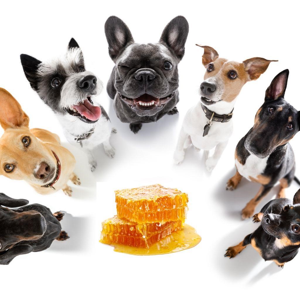 Can Dogs Eat Honeycomb?