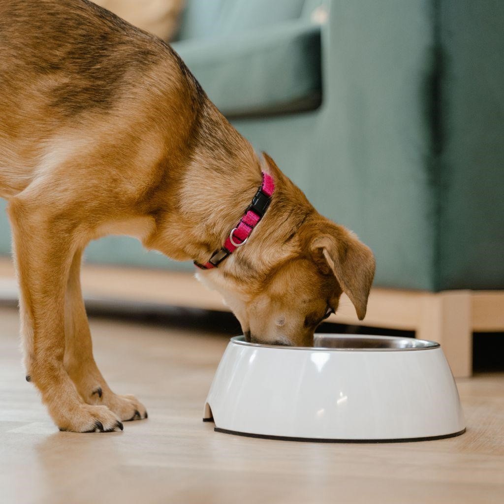 Can Dogs Eat Honey Roasted Peanuts?