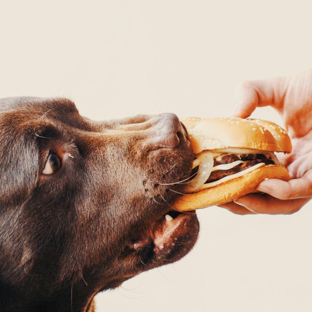 Can Dogs Eat Feta Cheese?