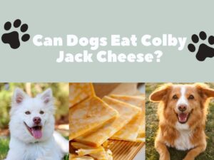 Can Dogs Eat Colby Jack Cheese?