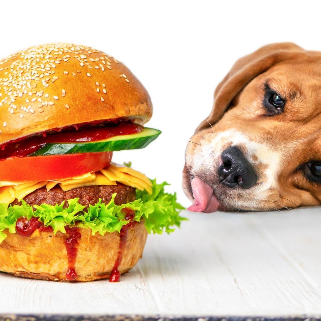 Can Dogs Eat Cheeseburgers?