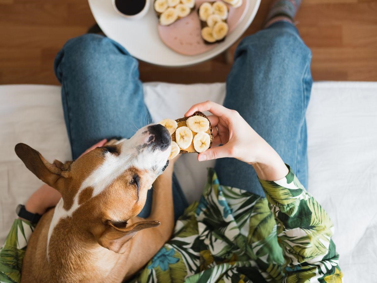 Can Dogs Eat Banana Nut Bread