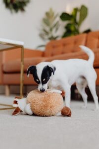 Why do dogs howl at squeaky toys?