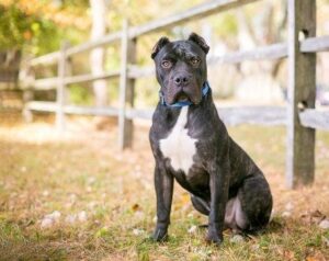 Presa Canario Pitbull Mix: Your Full Guide