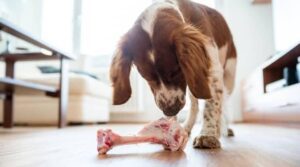 Is Raw chicken bone good for dogs?