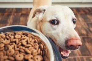 Is it Okay to feed my small dog large-breed food?