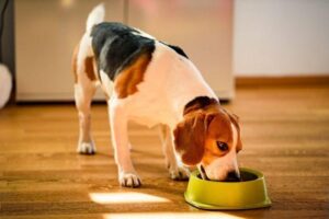 Is Chili Powder Bad for Dogs?