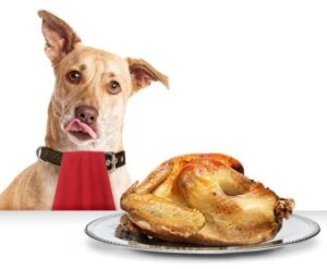 How to boil ground turkey for dogs?