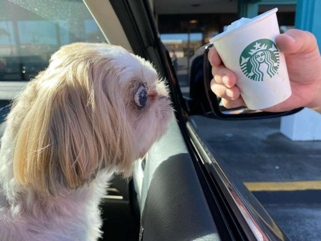 Can dogs have a Puppuccino?