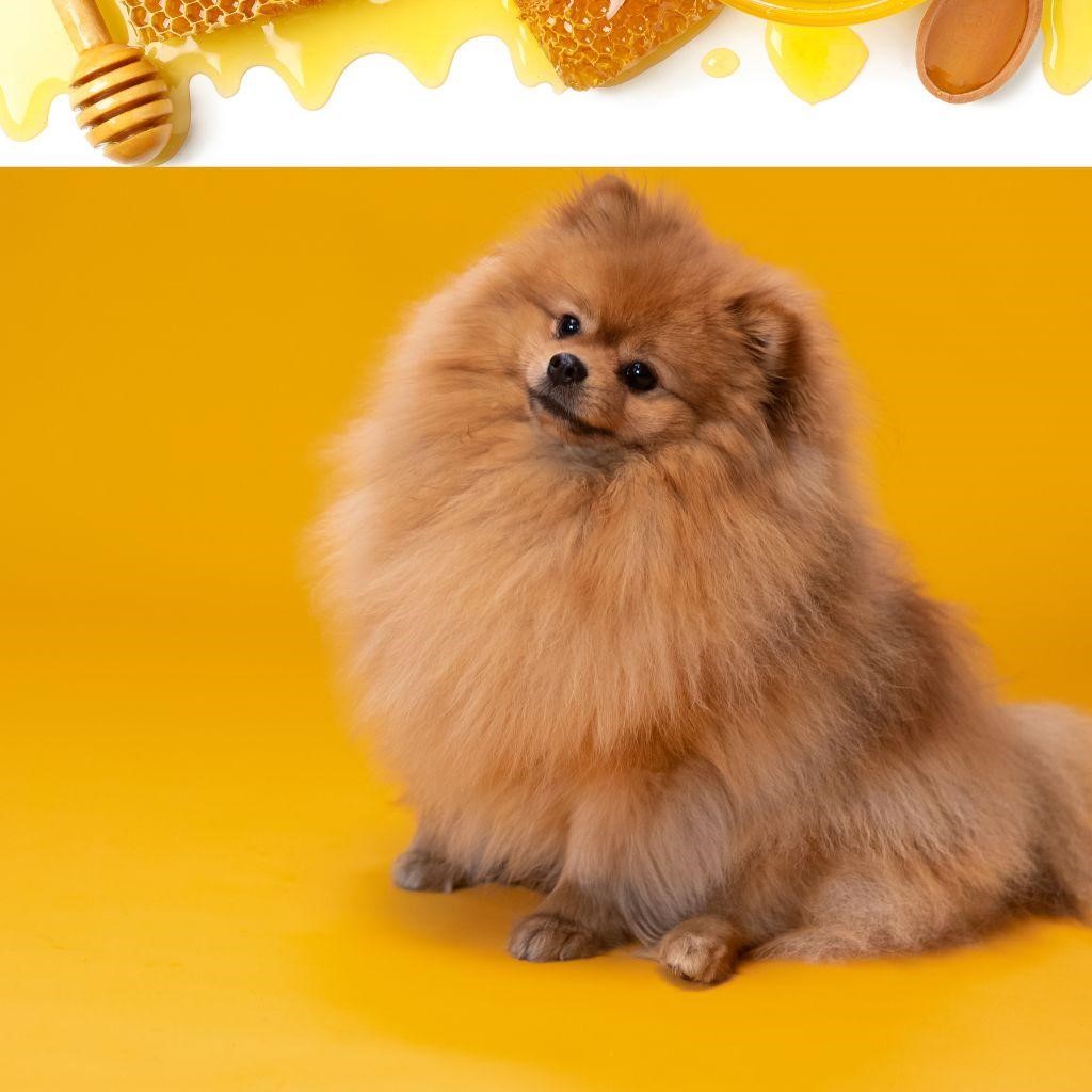 Can Dogs Eat Honeycomb?