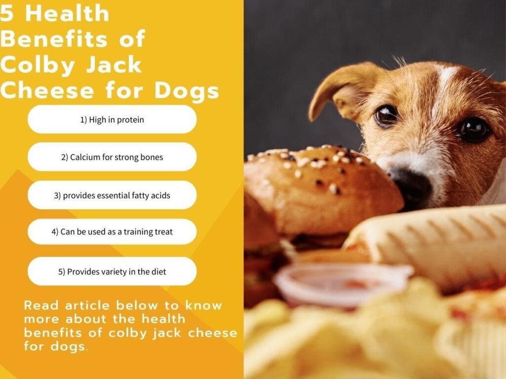 Can Dogs Eat Colby Jack Cheese?
