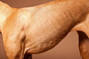 Should you be able to see your dog's ribs?