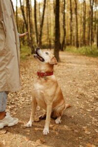 Why do dogs howl at squeaky toys?