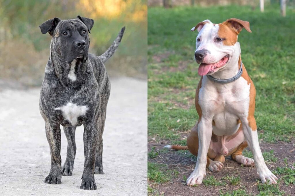 Presa Canario Pitbull Mix: Your Full Guide