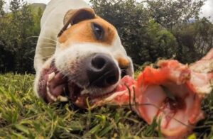 Is Raw chicken bone good for dogs?