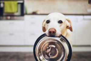 Is it Okay to feed my small dog large-breed food?