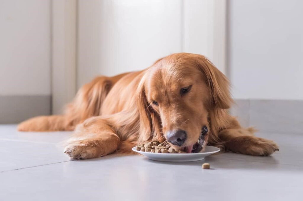 Is Canned Chicken good for dogs?