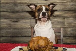 How to boil ground turkey for dogs?