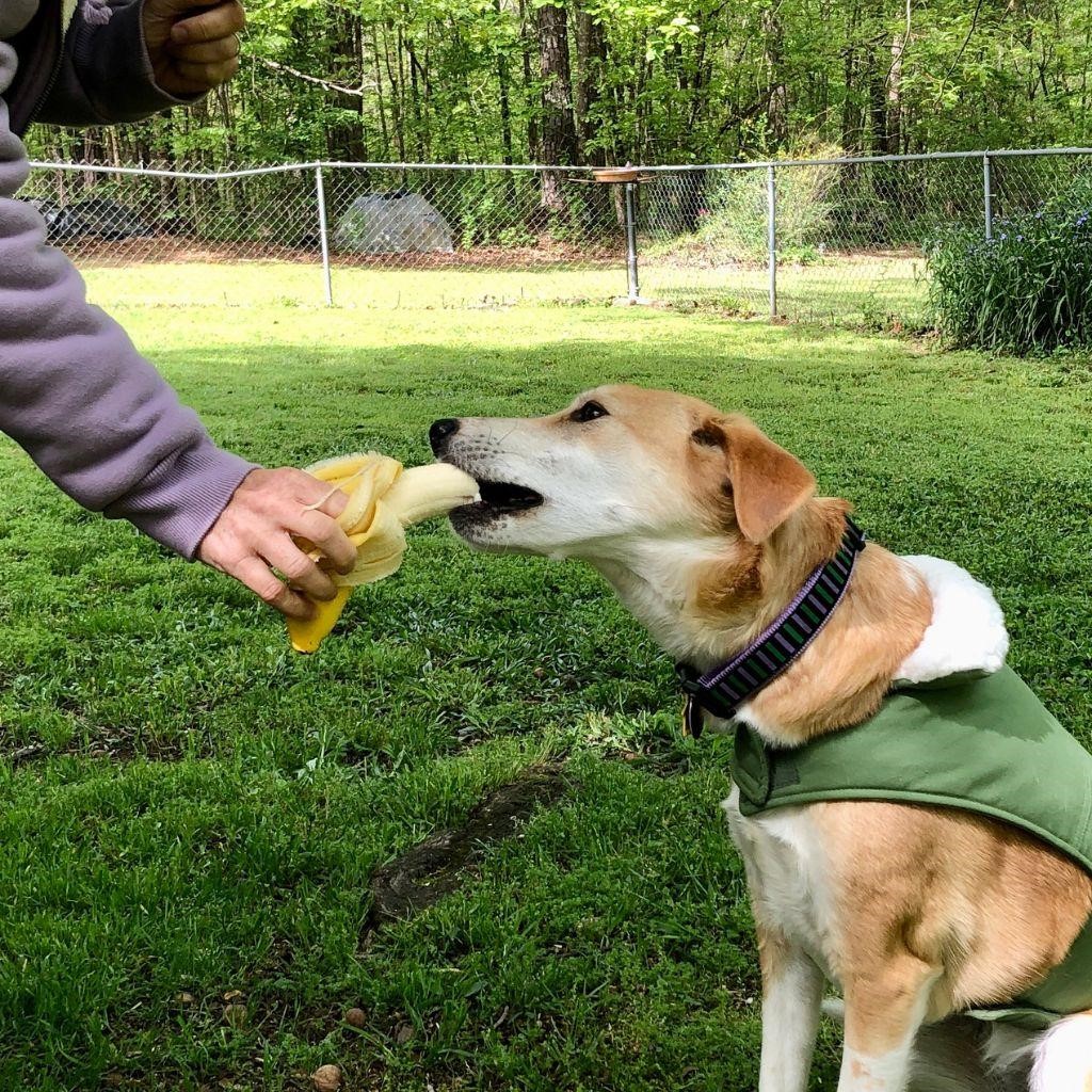 Can Dogs Have Banana Pudding?