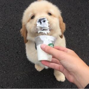 Can dogs have a Puppuccino?