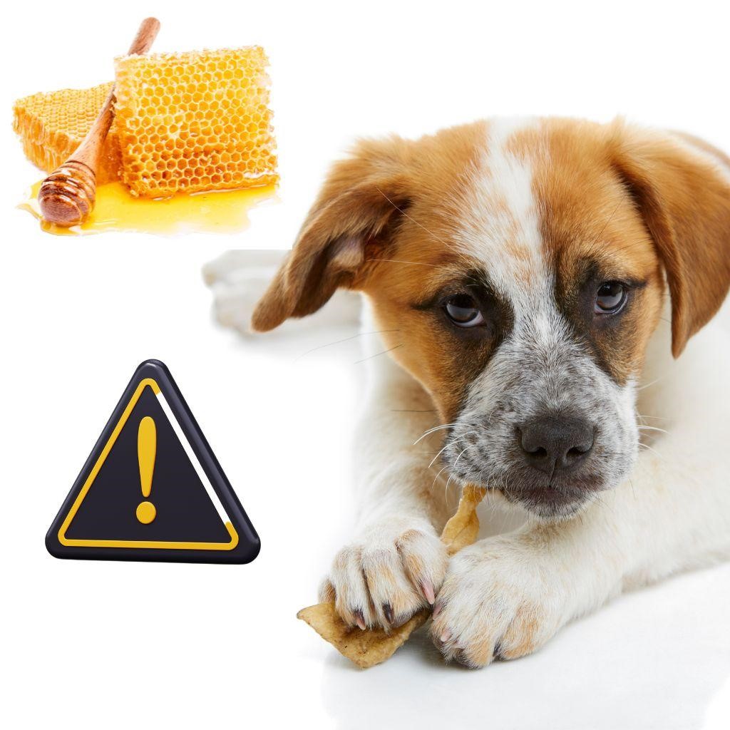 Can Dogs Eat Honeycomb?